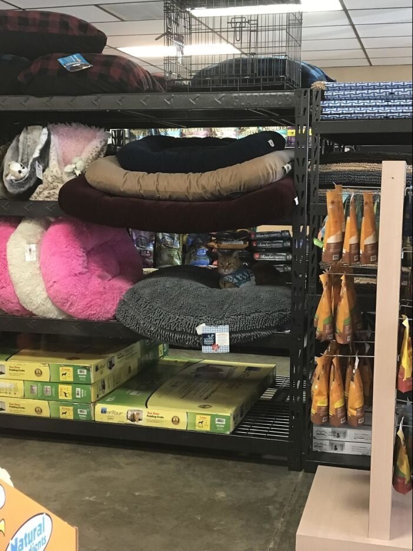 50 funny pictures of sad dogs, cats expelled from their places 50 funny pictures of sad dogs, cats expelled from their places