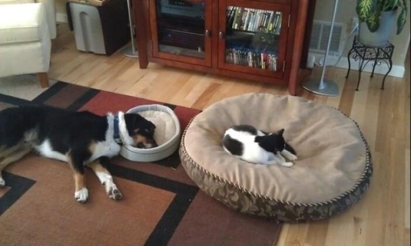 50 funny pictures of sad dogs, cats expelled from their places 50 funny pictures of sad dogs, cats expelled from their places