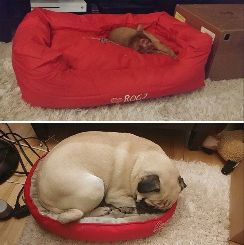 50 funny pictures of sad dogs, cats expelled from their places 50 funny pictures of sad dogs, cats expelled from their places