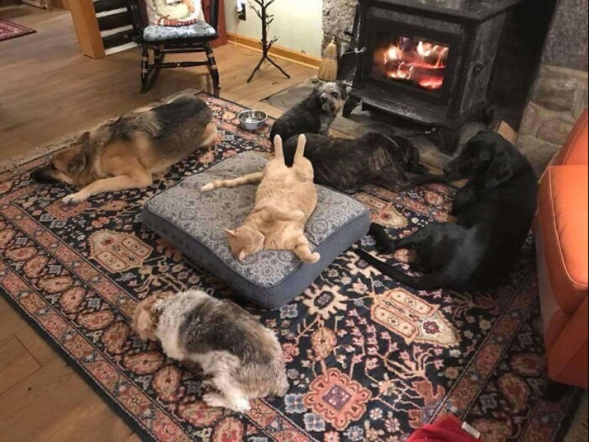 50 funny pictures of sad dogs, cats expelled from their places 50 funny pictures of sad dogs, cats expelled from their places