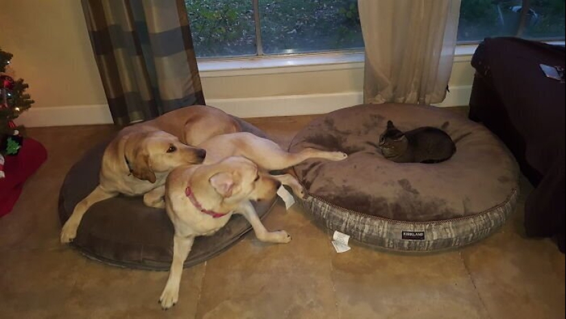 50 funny pictures of sad dogs, cats expelled from their places 50 funny pictures of sad dogs, cats expelled from their places