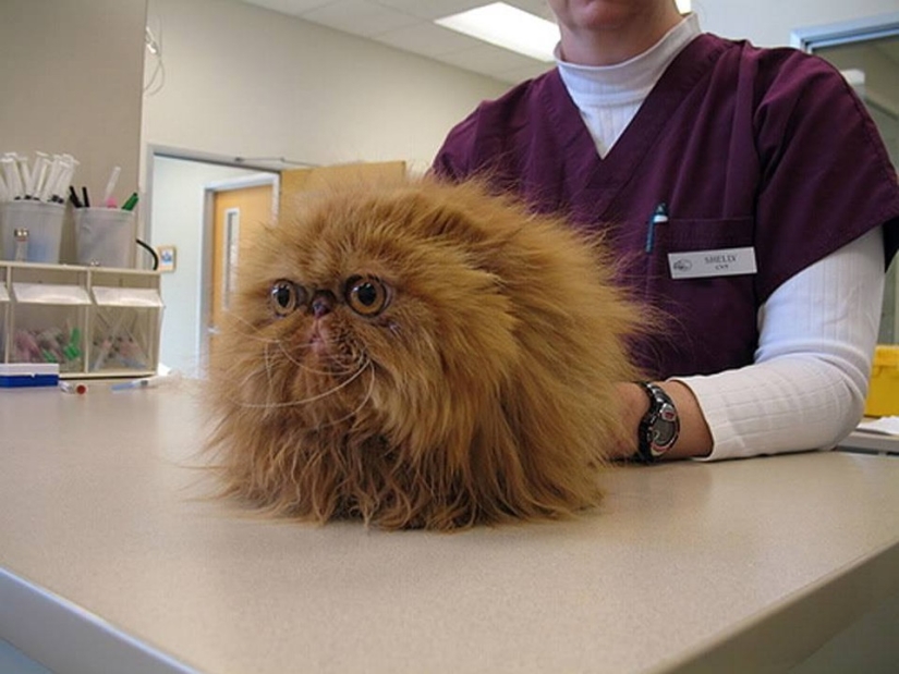 50 gatos que acabo de darme cuenta de que fueron llevados al veterinario