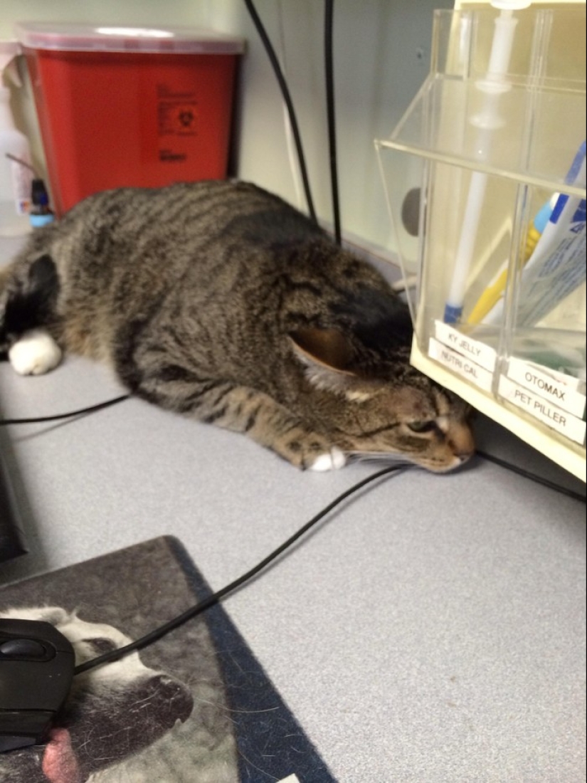 50 gatos que acabo de darme cuenta de que fueron llevados al veterinario