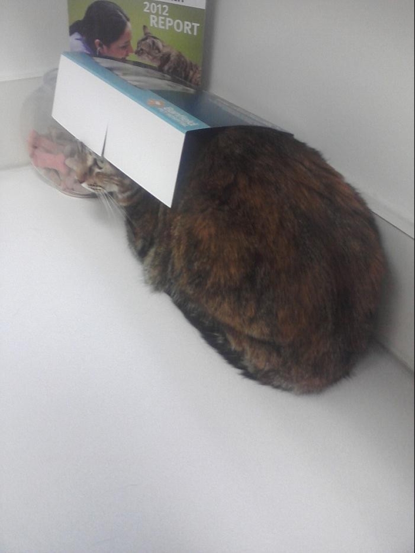 50 gatos que acabo de darme cuenta de que fueron llevados al veterinario