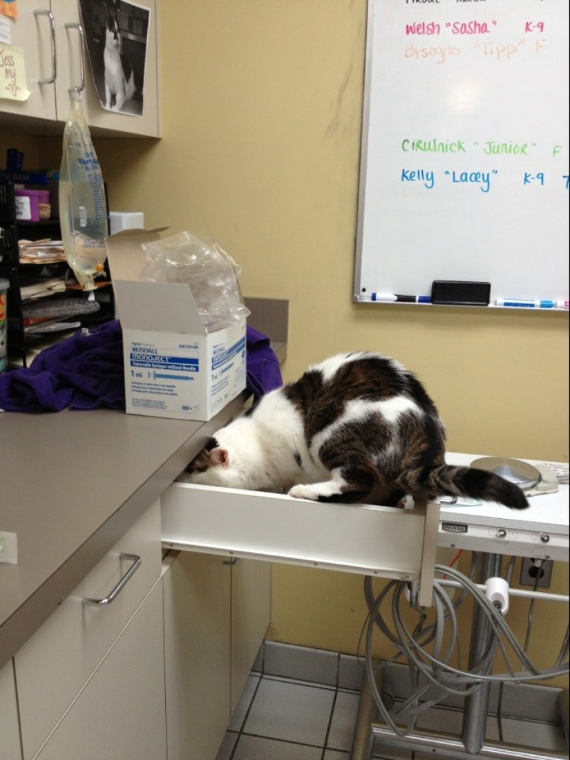50 gatos que acabo de darme cuenta de que fueron llevados al veterinario