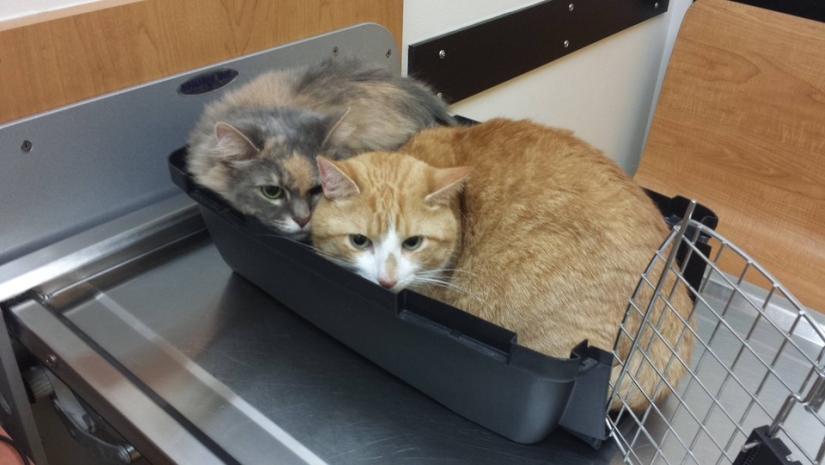50 gatos que acabo de darme cuenta de que fueron llevados al veterinario