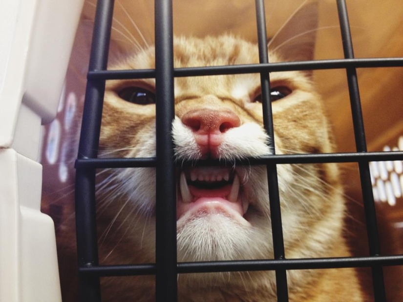 50 gatos que acabo de darme cuenta de que fueron llevados al veterinario