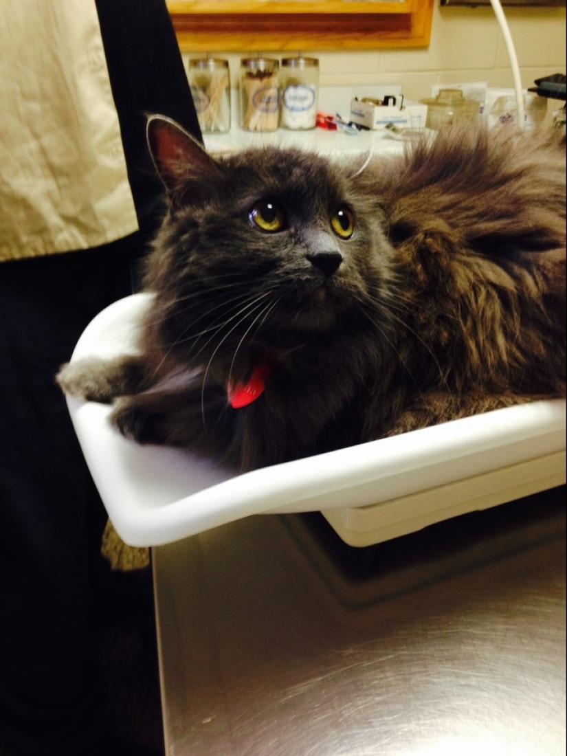 50 gatos que acabo de darme cuenta de que fueron llevados al veterinario