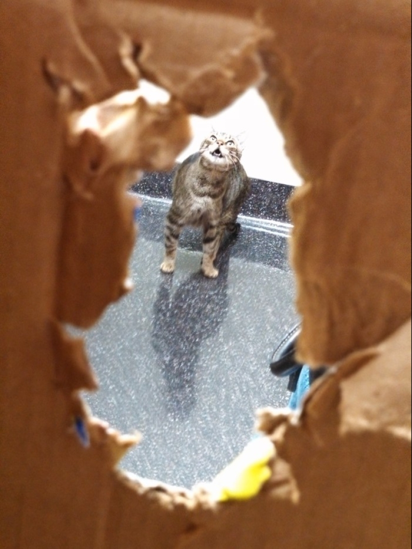50 gatos que acabo de darme cuenta de que fueron llevados al veterinario