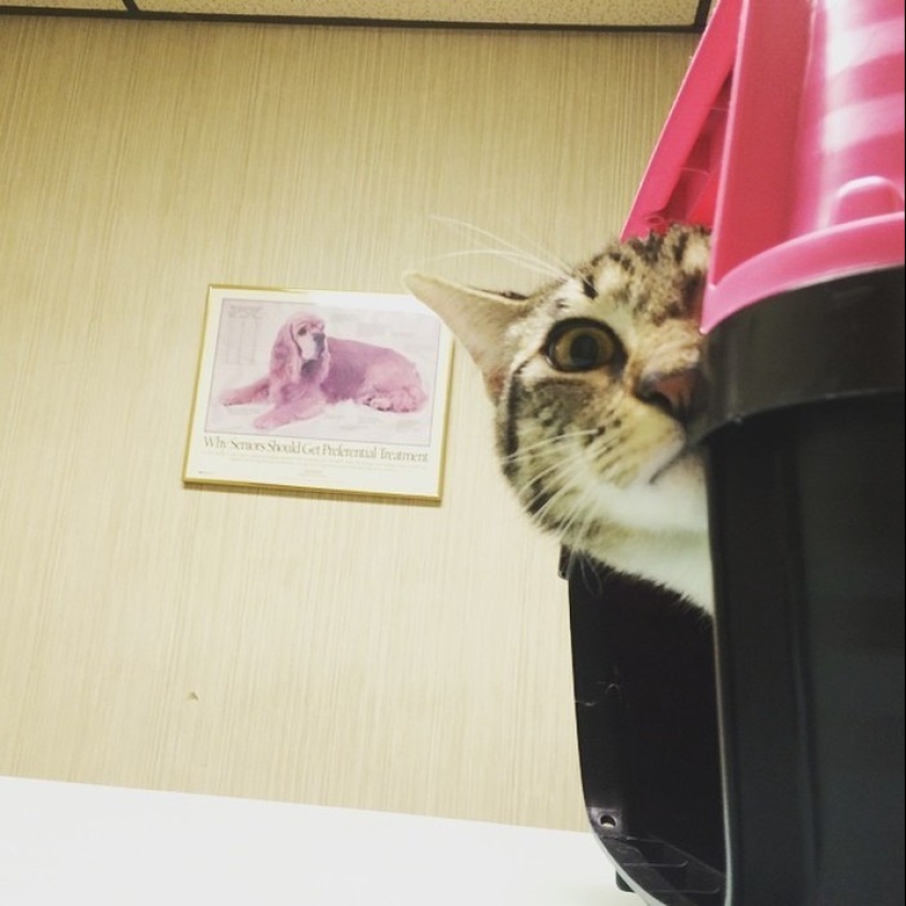 50 gatos que acabo de darme cuenta de que fueron llevados al veterinario