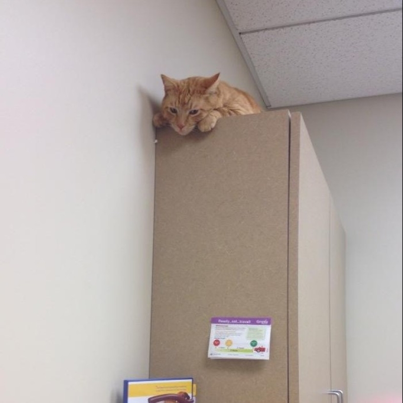 50 gatos que acabo de darme cuenta de que fueron llevados al veterinario