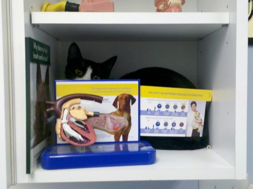 50 gatos que acabo de darme cuenta de que fueron llevados al veterinario