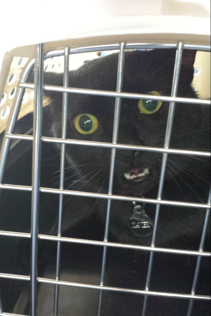 50 gatos que acabo de darme cuenta de que fueron llevados al veterinario