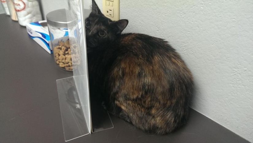 50 gatos que acabo de darme cuenta de que fueron llevados al veterinario