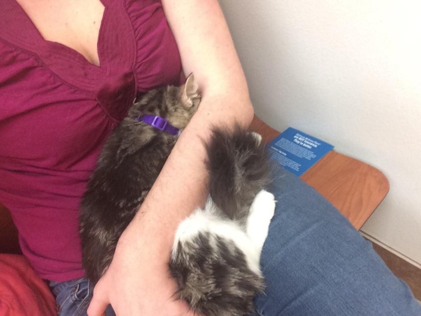 50 gatos que acabo de darme cuenta de que fueron llevados al veterinario
