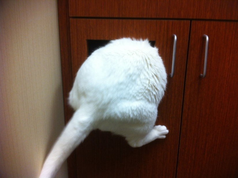 50 gatos que acabo de darme cuenta de que fueron llevados al veterinario