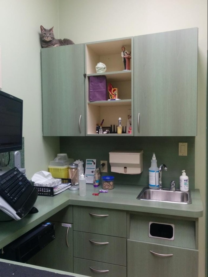 50 gatos que acabo de darme cuenta de que fueron llevados al veterinario