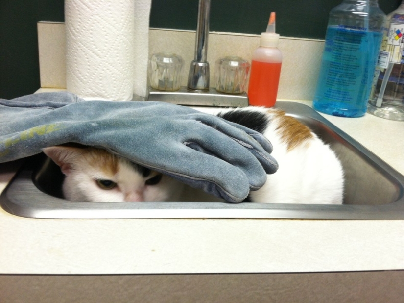 50 gatos que acabo de darme cuenta de que fueron llevados al veterinario