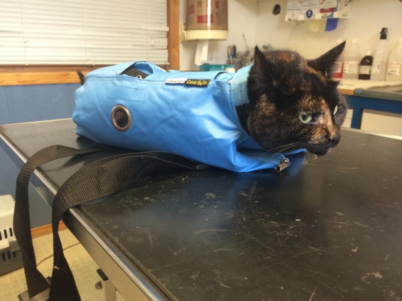 50 gatos que acabo de darme cuenta de que fueron llevados al veterinario