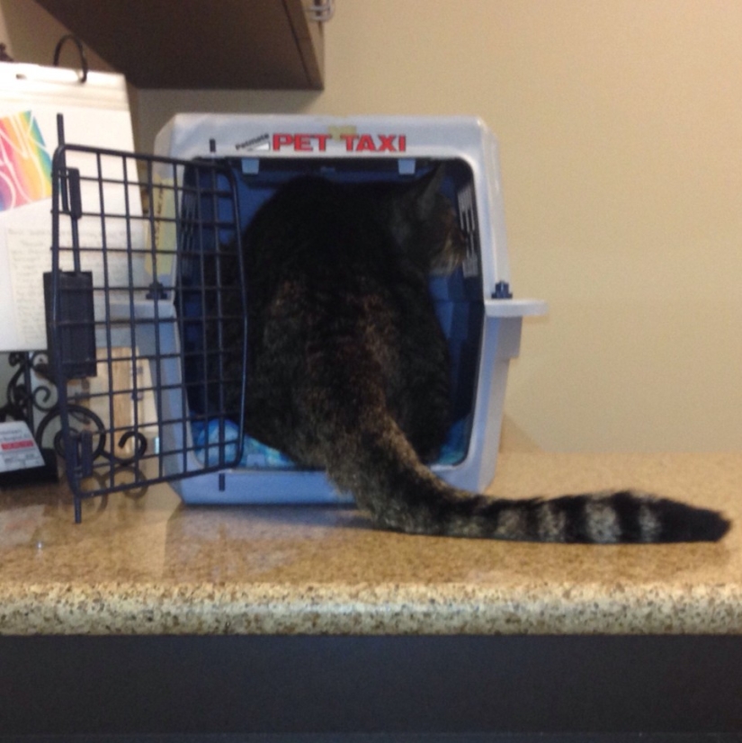 50 gatos que acabo de darme cuenta de que fueron llevados al veterinario