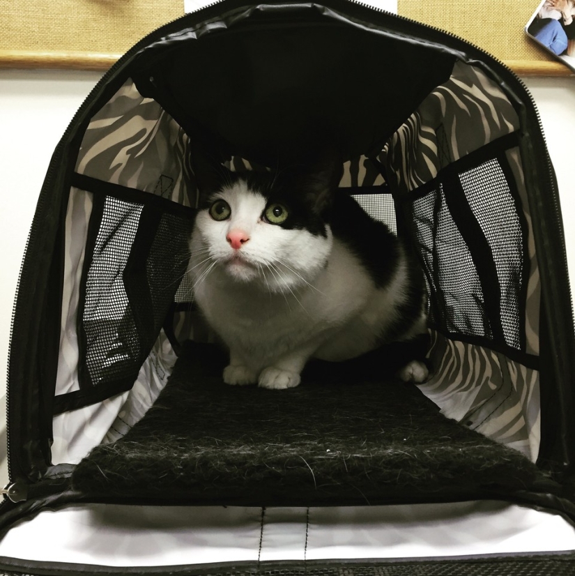 50 gatos que acabo de darme cuenta de que fueron llevados al veterinario