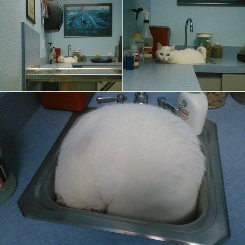 50 gatos que acabo de darme cuenta de que fueron llevados al veterinario