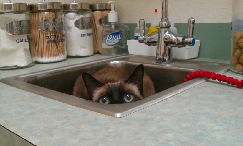 50 gatos que acabo de darme cuenta de que fueron llevados al veterinario