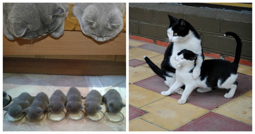 50 guapo gatos y sus adorables mini-copias