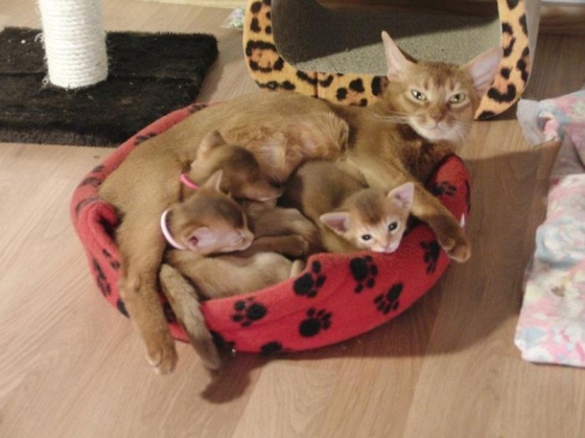 50 guapo gatos y sus adorables mini-copias