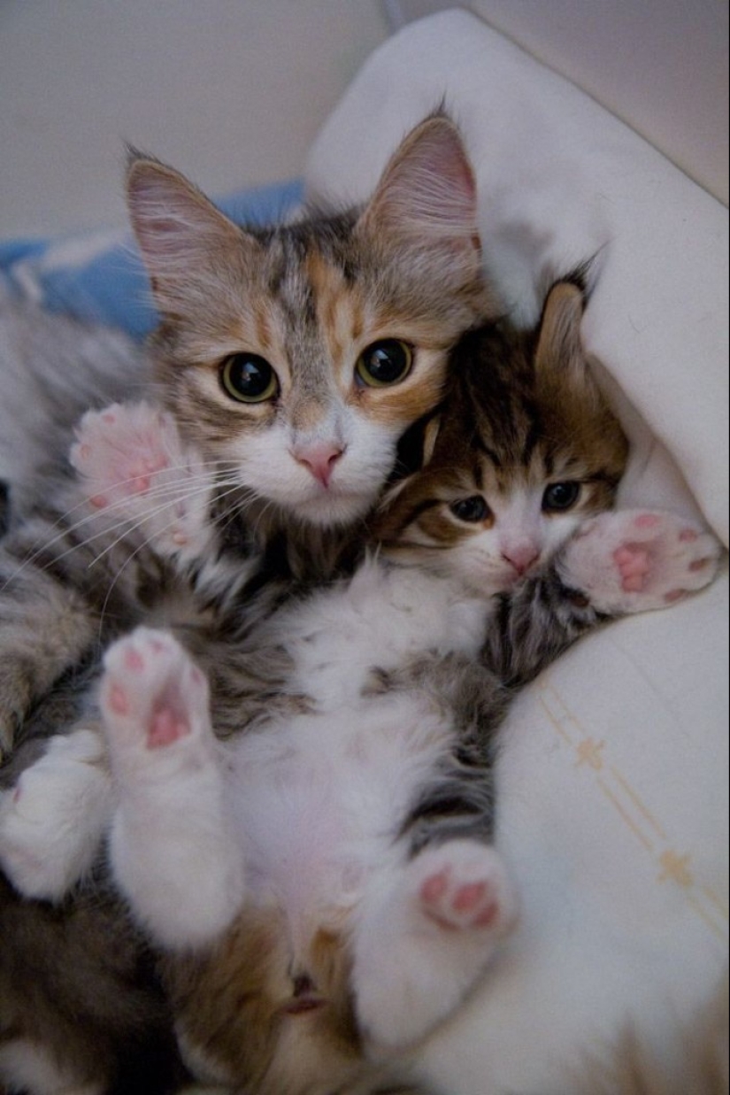 50 guapo gatos y sus adorables mini-copias