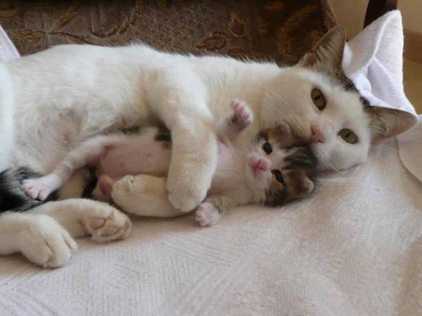 50 guapo gatos y sus adorables mini-copias