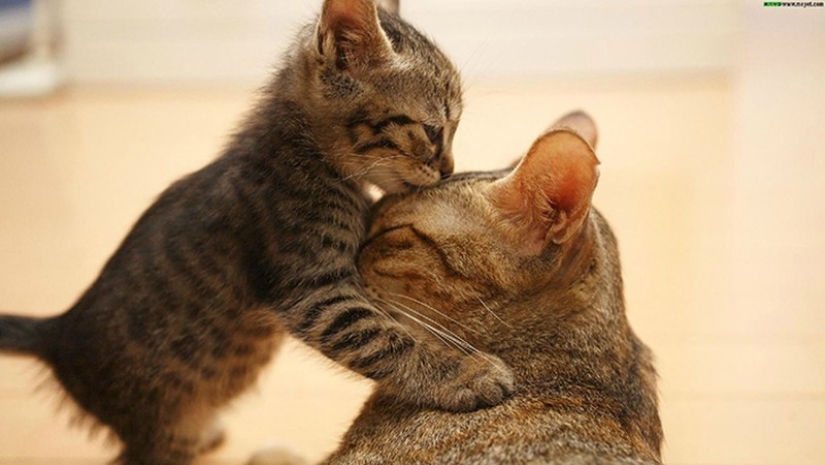 50 guapo gatos y sus adorables mini-copias