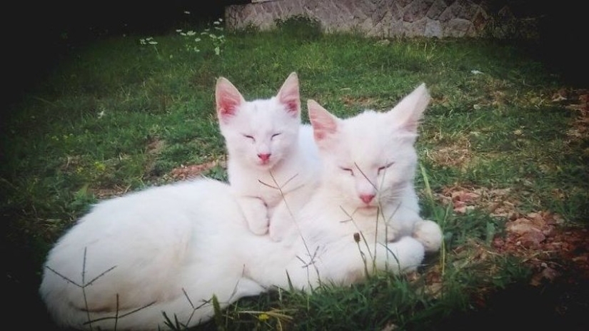 50 guapo gatos y sus adorables mini-copias