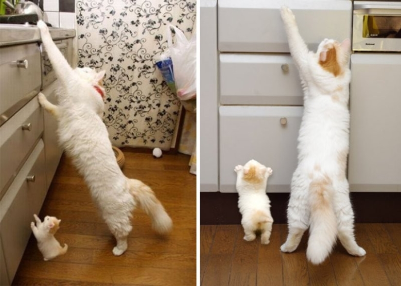 50 guapo gatos y sus adorables mini-copias