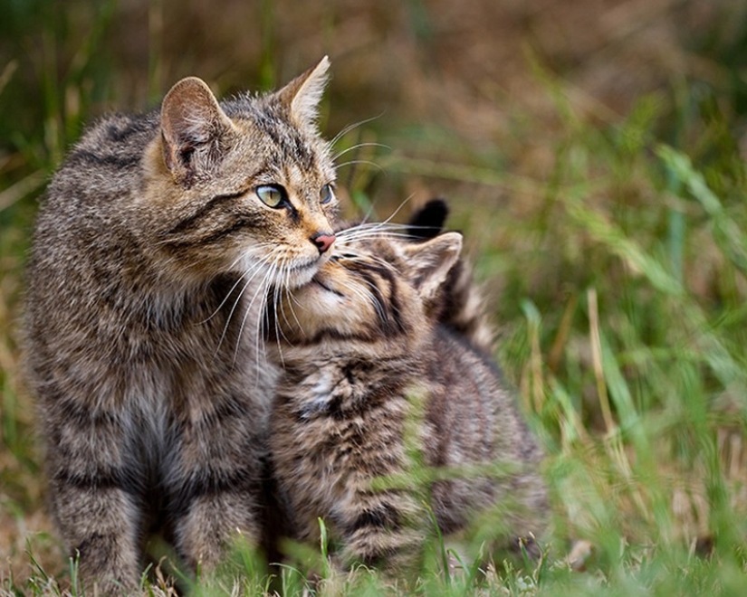 50 guapo gatos y sus adorables mini-copias