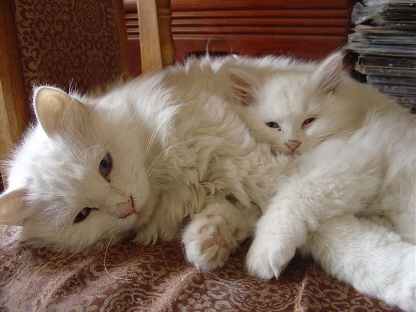 50 guapo gatos y sus adorables mini-copias