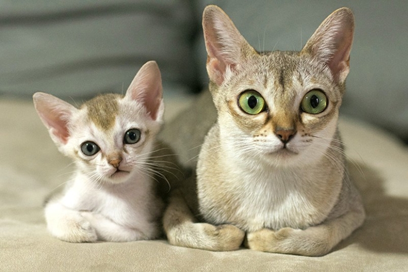 50 guapo gatos y sus adorables mini-copias