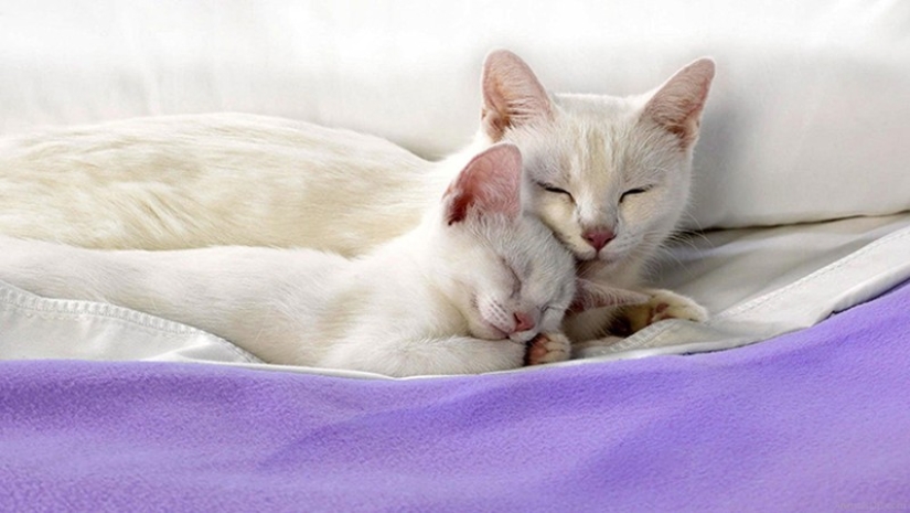 50 guapo gatos y sus adorables mini-copias