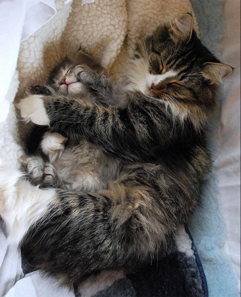 50 guapo gatos y sus adorables mini-copias