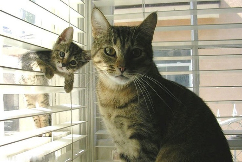 50 guapo gatos y sus adorables mini-copias