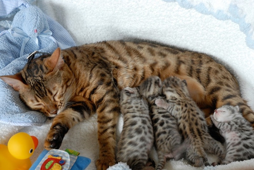 50 guapo gatos y sus adorables mini-copias