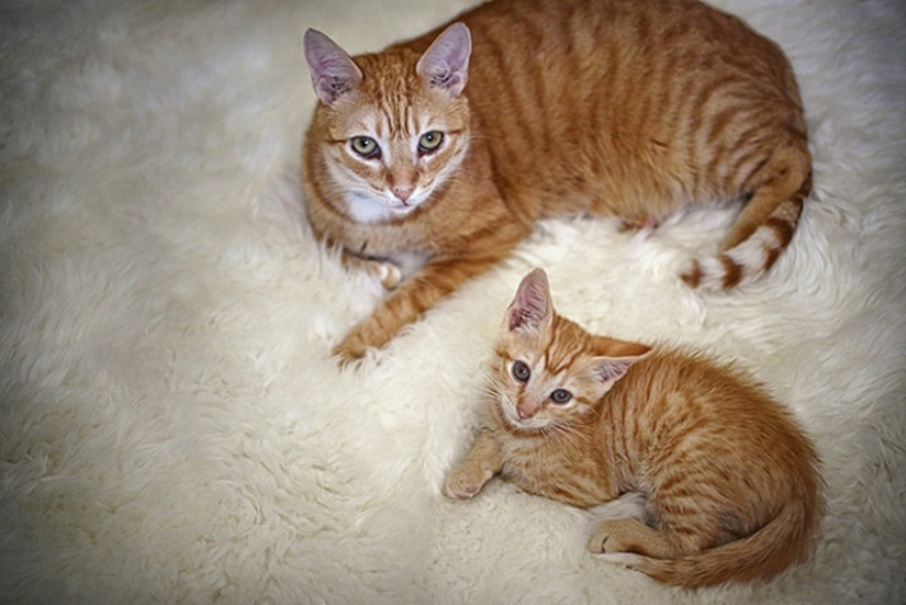 50 guapo gatos y sus adorables mini-copias