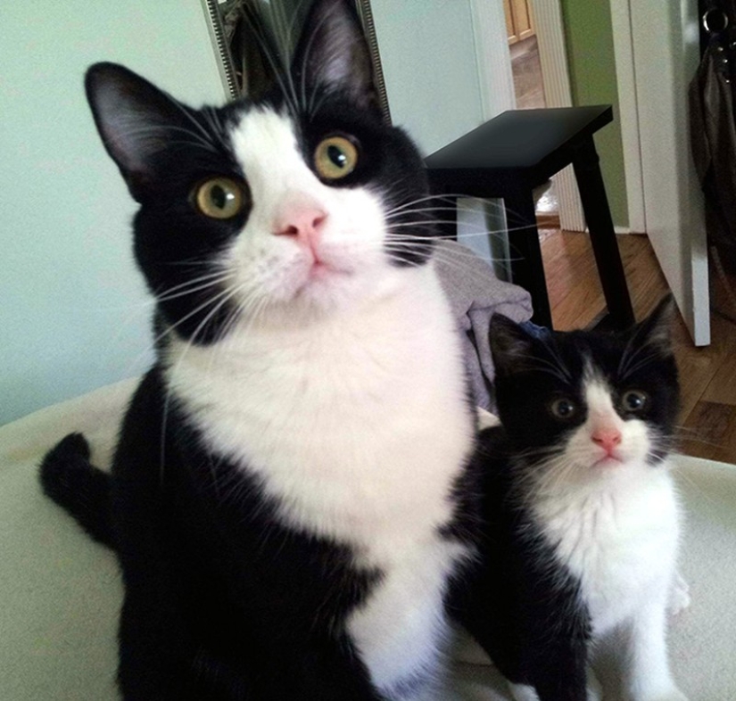 50 guapo gatos y sus adorables mini-copias
