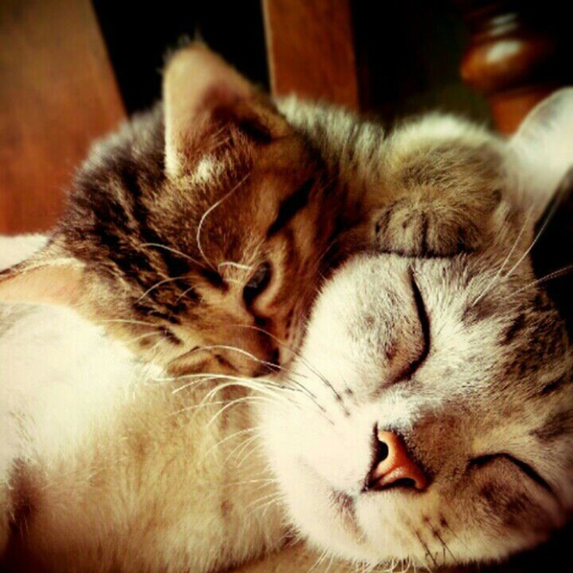50 guapo gatos y sus adorables mini-copias