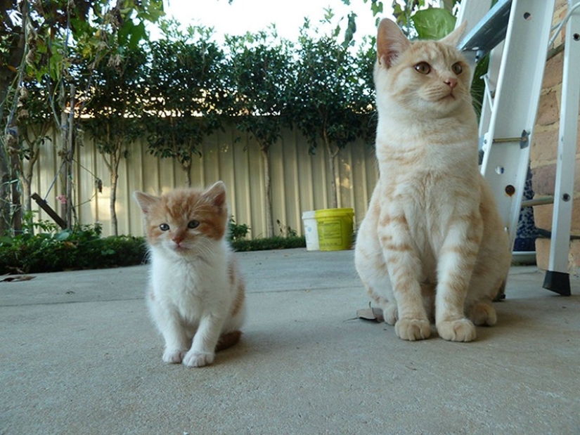 50 guapo gatos y sus adorables mini-copias