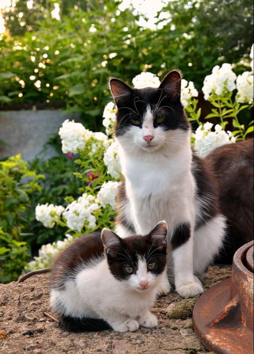 50 guapo gatos y sus adorables mini-copias