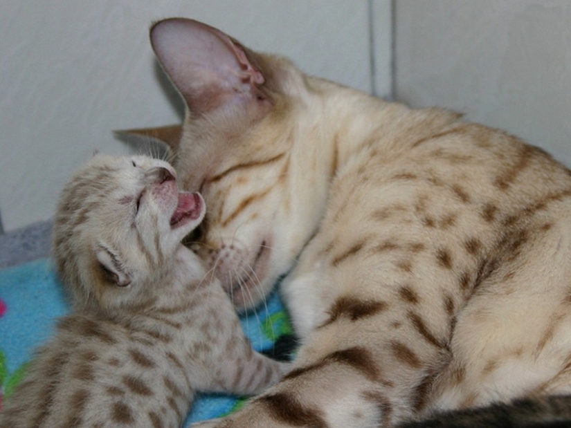 50 guapo gatos y sus adorables mini-copias
