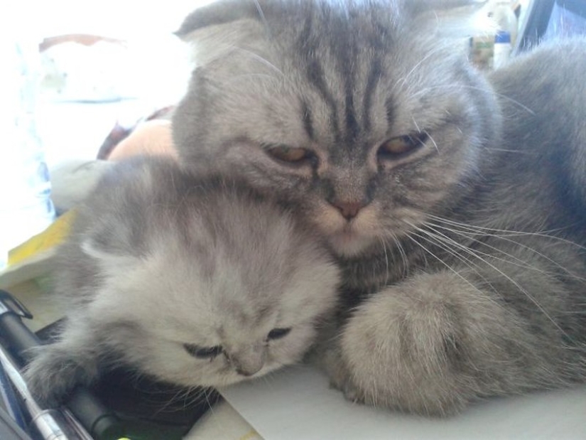 50 guapo gatos y sus adorables mini-copias
