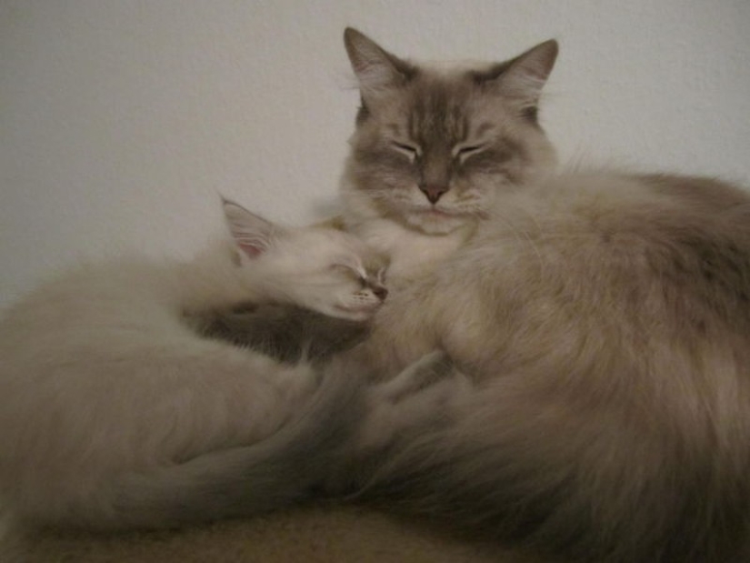 50 guapo gatos y sus adorables mini-copias