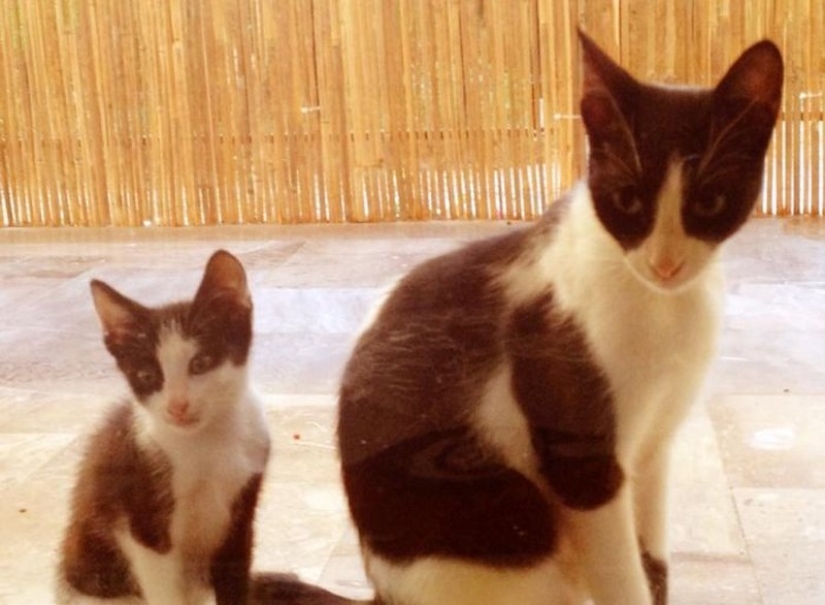 50 guapo gatos y sus adorables mini-copias